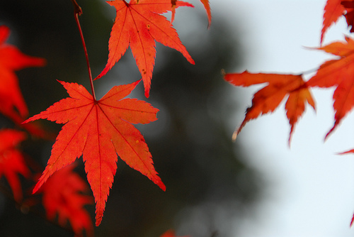 ＭＯＭＩＪＩ