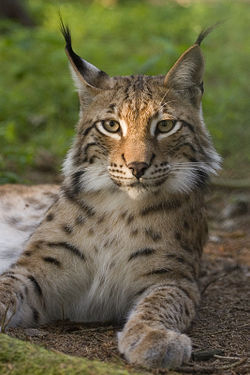 Lynx　eye