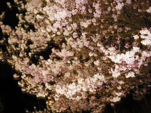 信州高遠のコヒガン桜