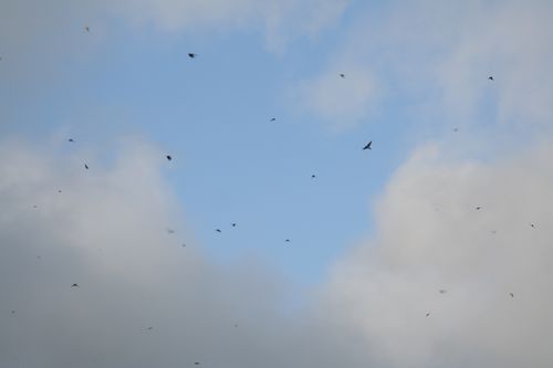 swallow blast！