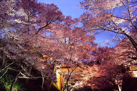高遠夜桜