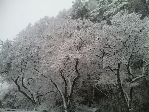 桜の木　まるで満開のよう