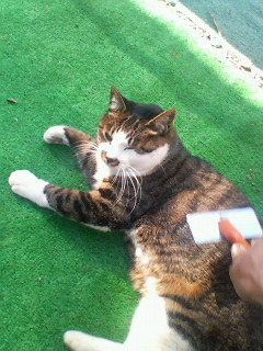 チョビ