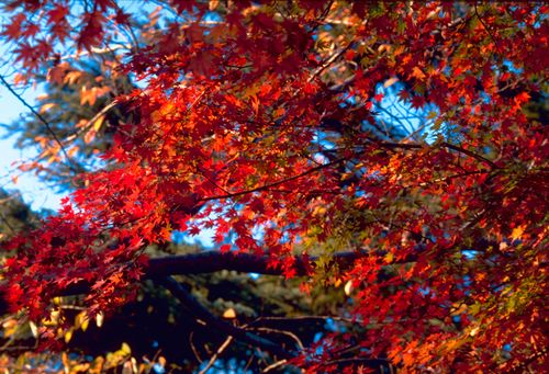 紅葉