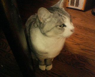 マル